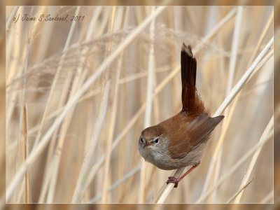 Cetti's Warbler (Cettia cetti).