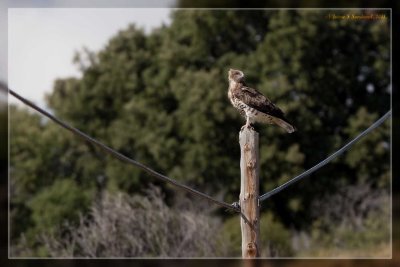 Águila culebrera (Circaetus gallicus)