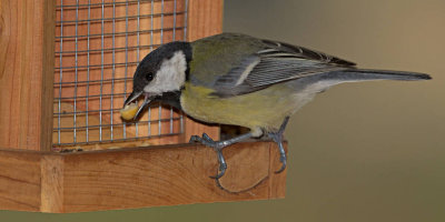 Carbonero comn (Parus major)