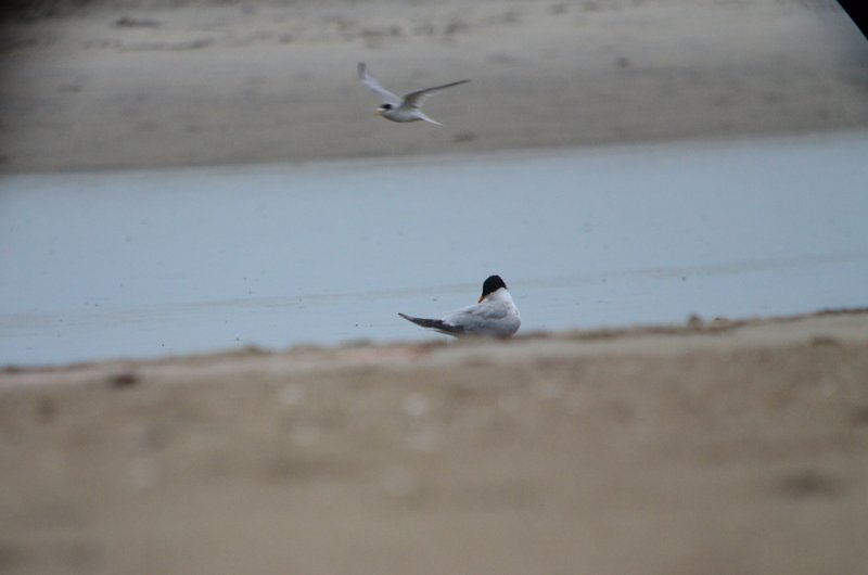 elegant_tern sandy point plum island ma