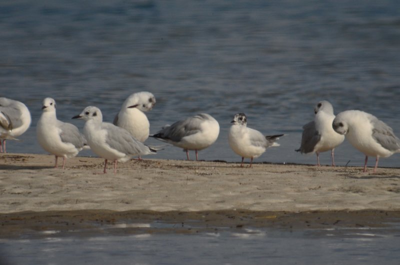 bonapartes and little gull sandy point plum island ma