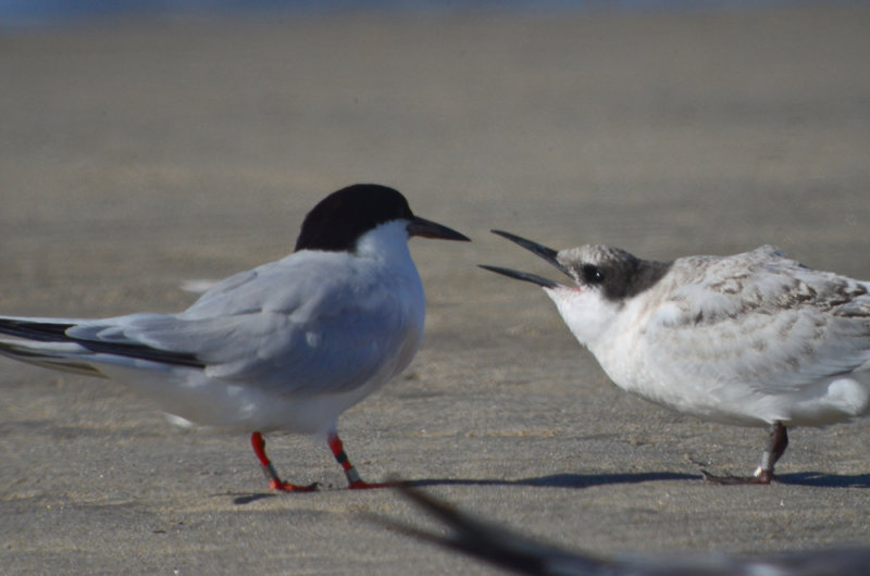 roseate tern and young