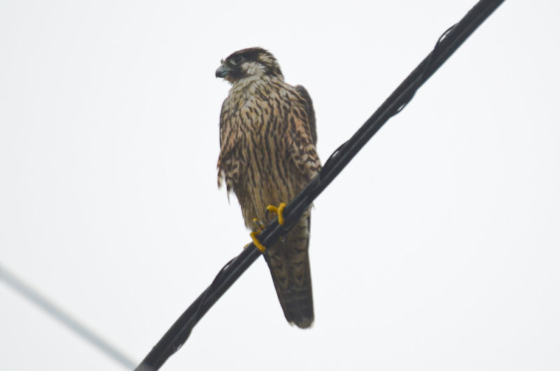 juv peregrine falcon plum island entrance