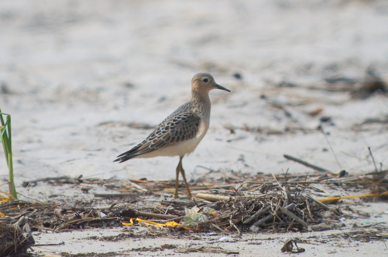 buff breasted sandpiper sandy point plum island