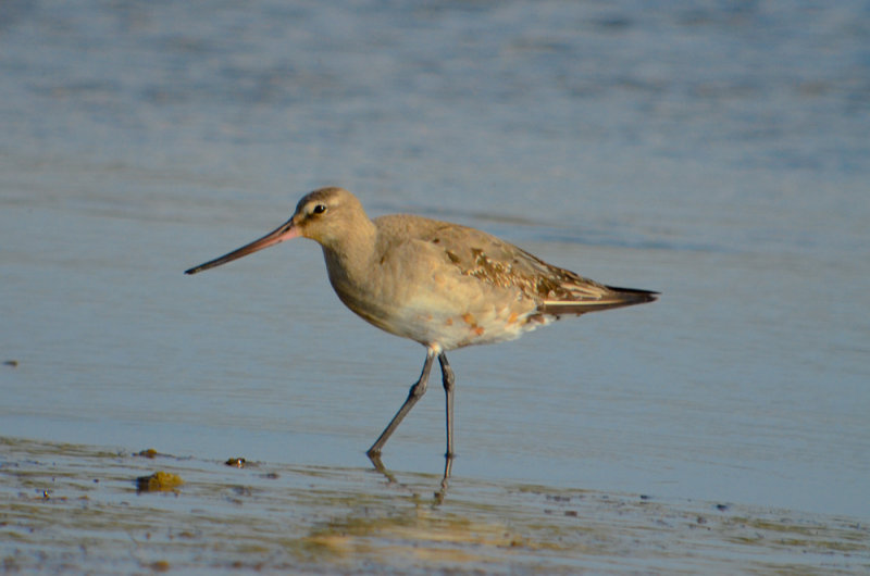 hudsonian godwit sandy point plum island