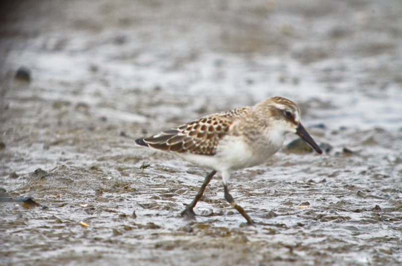 western ? sandpiper salisbury