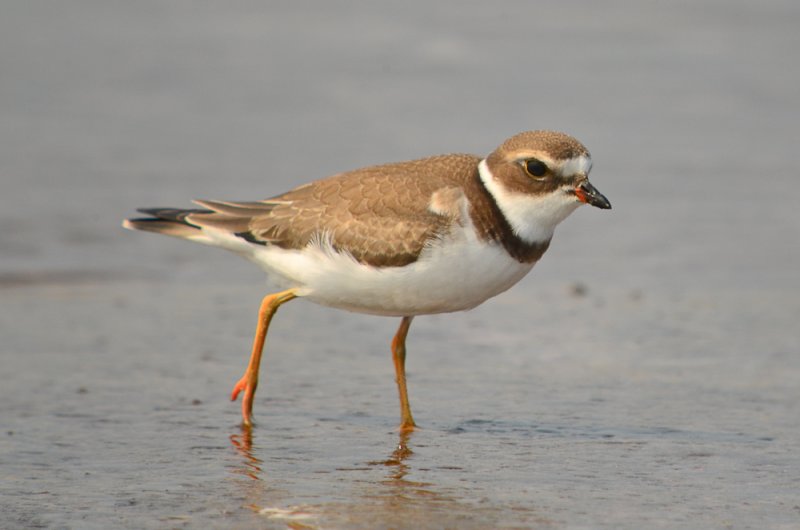 semipalmated plover juv. sandy point plum island
