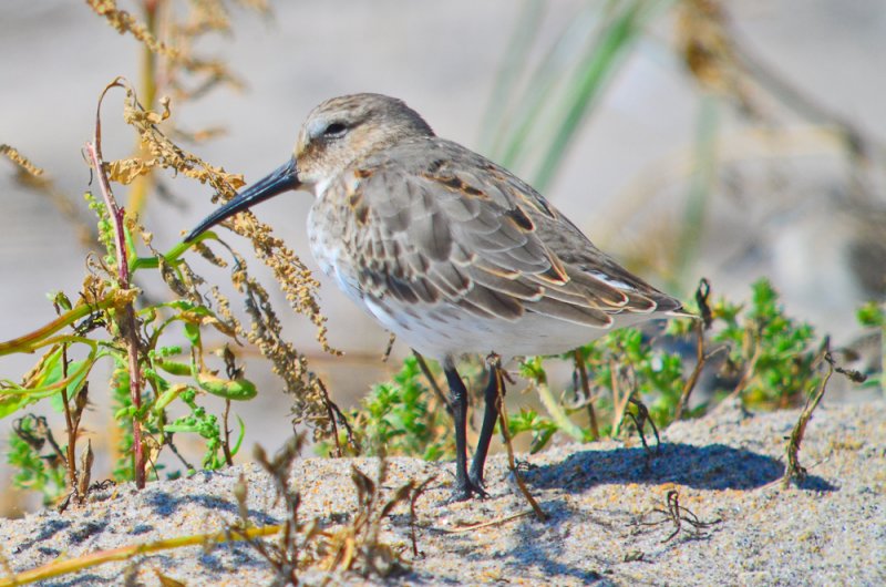 dunlin sandy point plum island