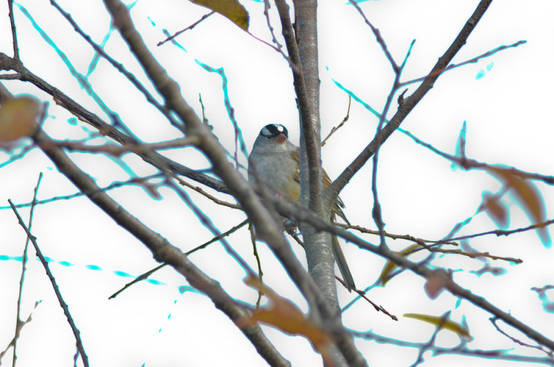 white-crowned sparrow sandy point