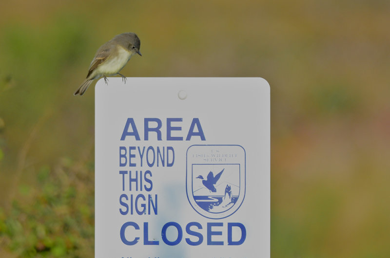 eastern phoebe wardens pi