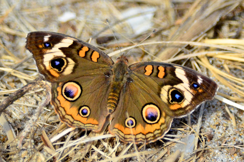 buckeye sandy point  plum island