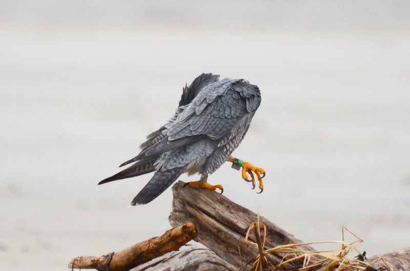 banded peregrine falcon  sandy point plum island