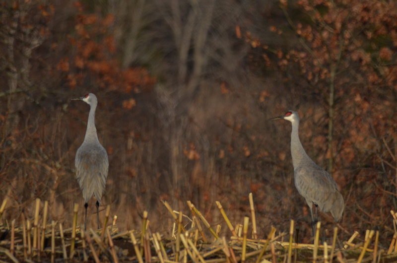 sandhill cranes pikul farm newburyport