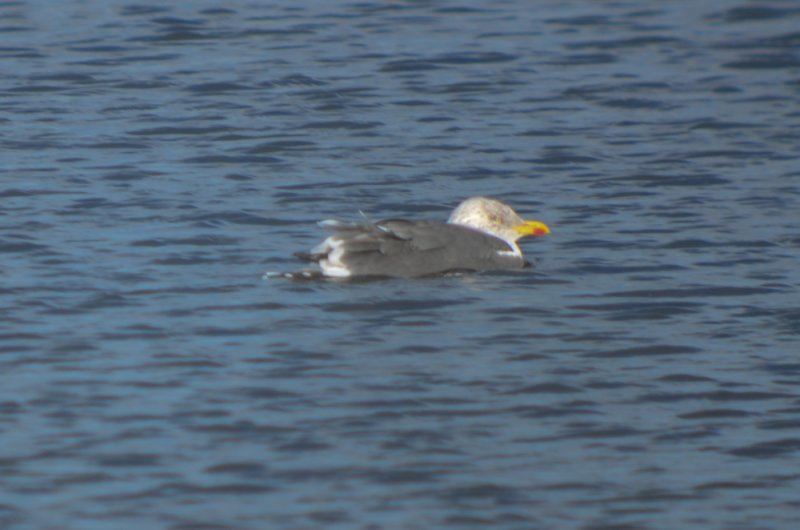 lesser black-backed gull silver lake wilmington
