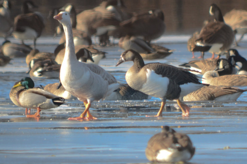 hybrid canada goose ipswich water treatment fac.