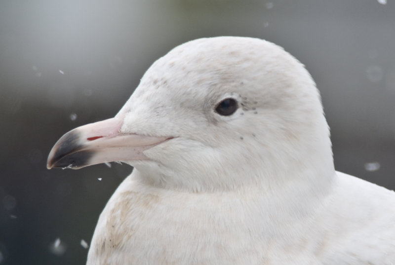 1st uyr glaucous gull