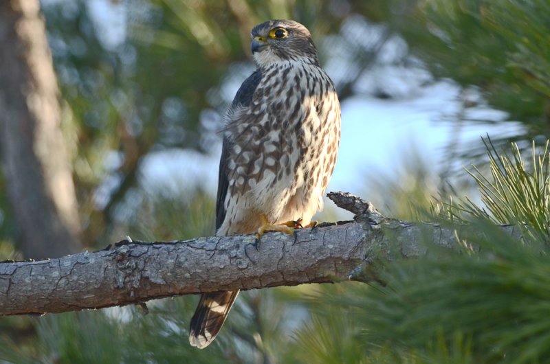 merlin salisbury state res