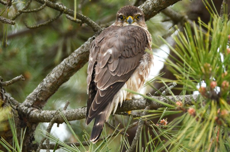 Merlin salisbury st res