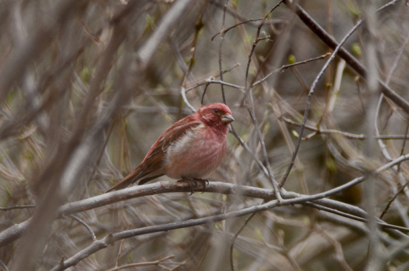 purple finch plum island