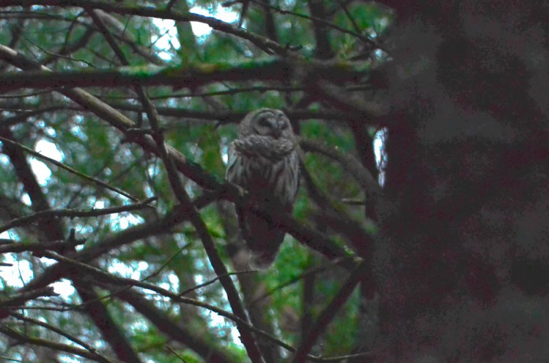 barred owl crane pond wma