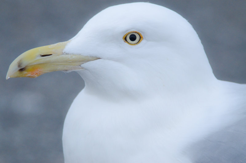 Herring Gull salisbury