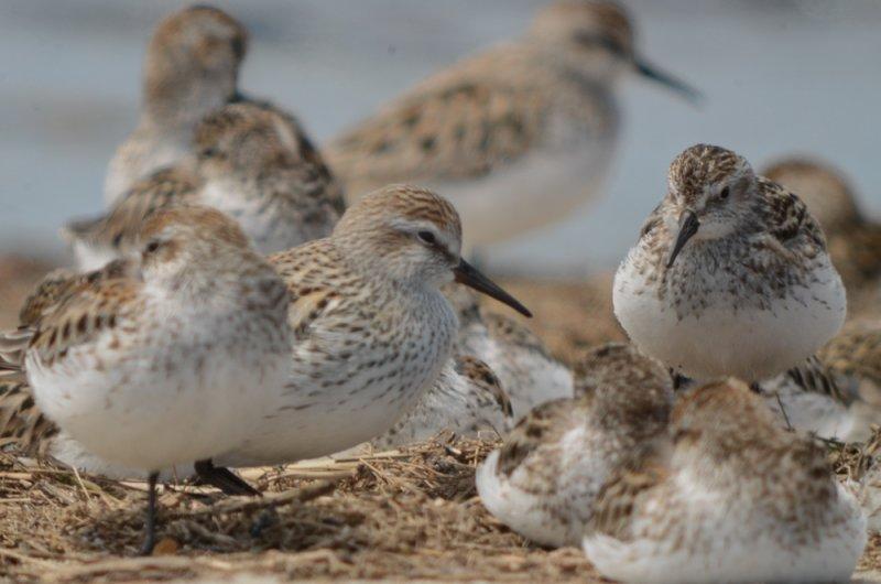 white-rumped ( center) semipalmated plum island