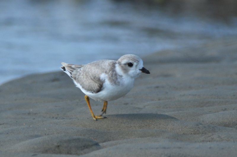 juv piping plover sandy point pi