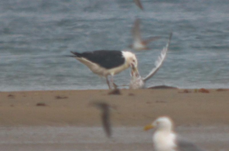 Great Black-backed killing and then eventually eating ring-billed gull plum island