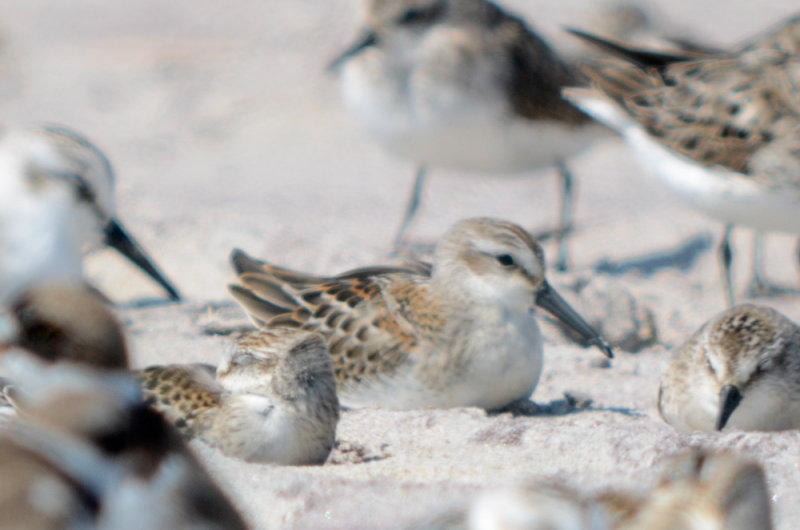 juv western sandy point plum island