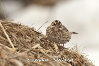 ipswich sparrow salisbury st. res. ma