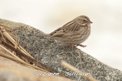 ipswich sparrow salisbury st res