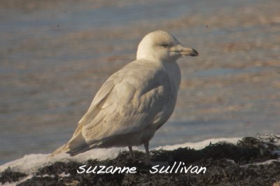 glaucous rocky neck park gloucester