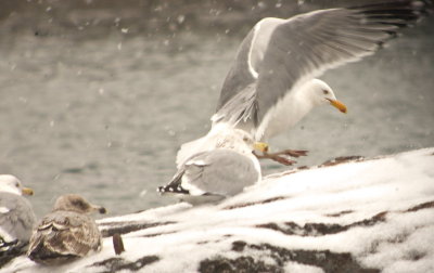 rocky neck park gloucester