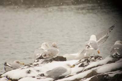 maybe_not__yellow_legged_gull