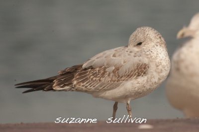 1st year ring-billed gull sandy point pi