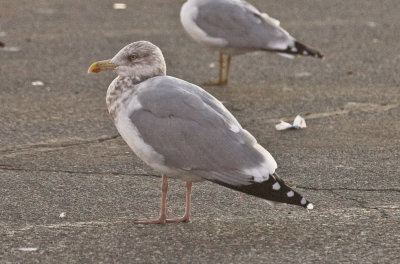 a very strange out of proportion herring gull