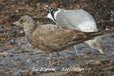 what's up with the one in the back grey legs, brown eyes? almost looks cal. gull