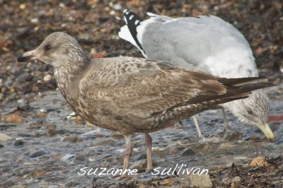 what's up with the one in the back grey legs, brown eyes? gloucester