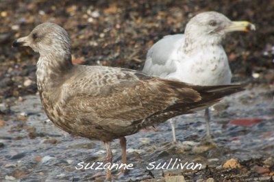 what's up with the one in the back grey legs, brown eyes? gloucester