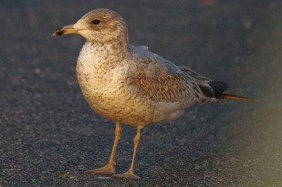 possible_mewcommon_type_gull1