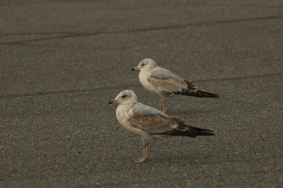 2comparison shot to 1st yr ring-billed in front, common gull candidate in back