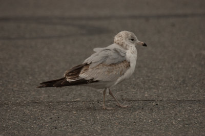 possible_common_2_gull