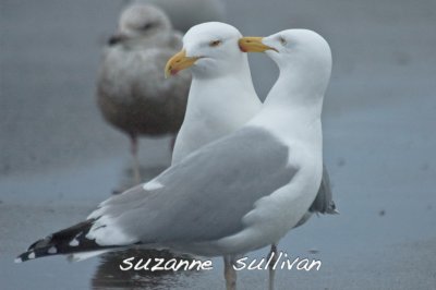 aw...gull love
