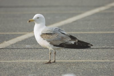 another weird herring, look at those wings