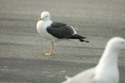 lesser black-backed gull salisbury st res mass