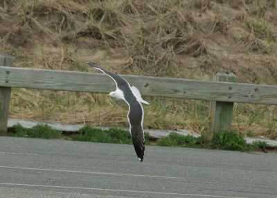 lesser black-backed gull salisbury st res mass