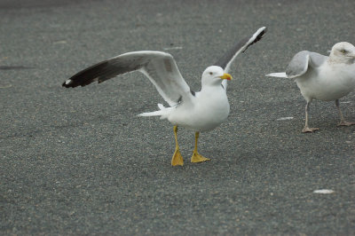 lesser black-backed gull salisbury st res mass