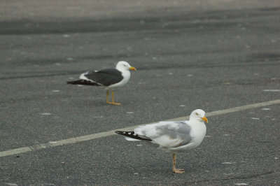 lesser black-backed gull salisbury st res mass