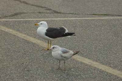 20110502-DSC_2302.jpglesser black-backed gull salisbury st res mass
