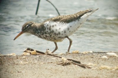 spotted sandpiper plum island